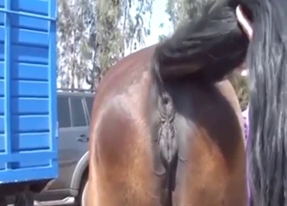 Mare-centric zoo XXX movie with a sexy horse vag
