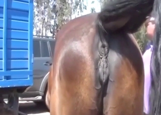 Mare-centric zoo XXX movie with a sexy horse vag