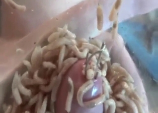 Breathtaking zoo sex with real-deal maggots
