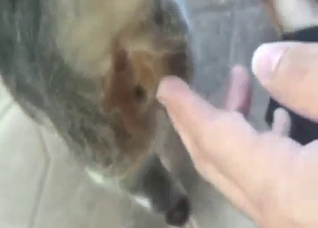 POV zoo porn showing fingering and then some