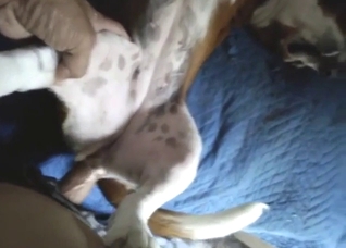 POV bestiality porn with a sexy dog taking dick