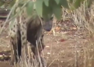 Hyena's hard-on in voyeur bestiality porn
