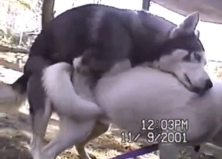 Husky zoo XXX with two dogs being just nasty