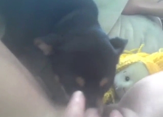 Kinky zoo sex with a dog that eats pussy hardcore