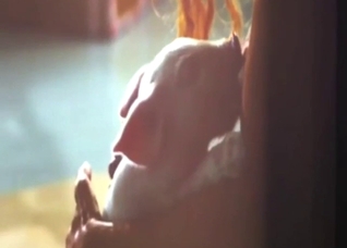 Breastfeeding the pig in a zoo sex scene