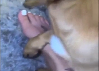 Footjob bestiality porn does look so impressive