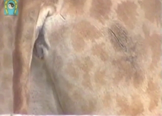 Giraffe has a tight-looking asshole, so yummy
