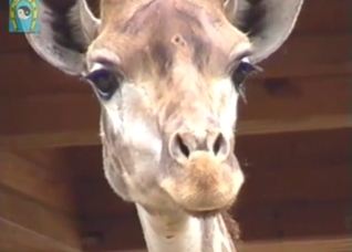 Giraffe has a tight-looking asshole, so yummy