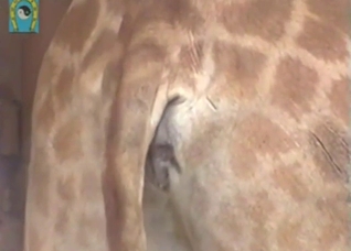 Giraffe has a tight-looking asshole, so yummy