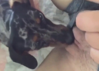 Dog loves to lick that pussy for the camera too