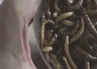 Dude has plenty of worms all over his stinky cock