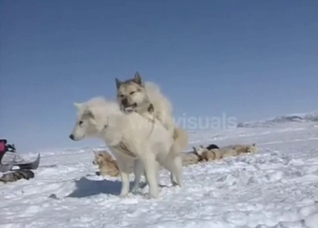 Snowy day sexytime with two husky dogs fucking