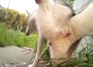 Piss porn movie with a sexy animal showing off