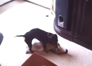 Dog-cat piss play scene with a hot animal in XXX