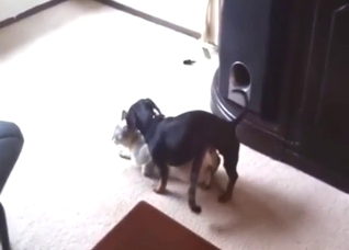 Dog-cat piss play scene with a hot animal in XXX