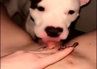 Adorable animal is going to lick that juicy pussy