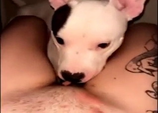 Adorable animal is going to lick that juicy pussy