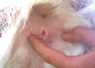 Deer porn movie with close-up fingering and more