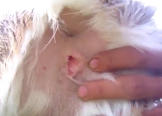 Deer porn movie with close-up fingering and more