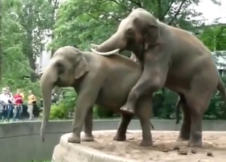 Elephant fuck scene with two slutty beasts
