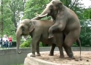 Elephant fuck scene with two slutty beasts
