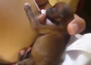 Breast worship session with a small fucking puppy