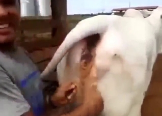 Dude is not above corrupting a cow's pussy on cam