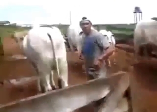 Dude is not above corrupting a cow's pussy on cam