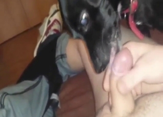 Dude has a lucky dog licking all over dick, nuts