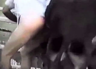 Leggy animal fucking a guy's tight asshole