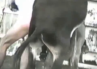Outdoors action with a horny black beast