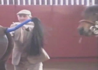 Dude and his passionate big-dicked horse