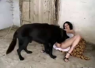 Short-haired chick gets licked by a dog