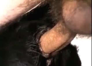 Animal fuck-fest with hot close-ups