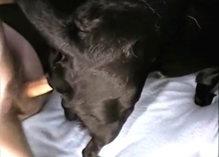 Animal fuck-fest with hot close-ups
