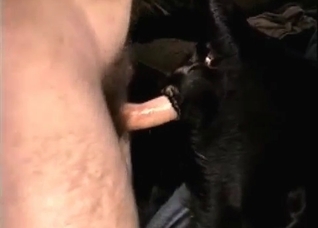 Animal fuck-fest with hot close-ups