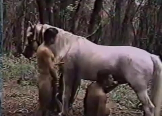 Two gay dudes share horse's cock