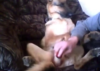 Dude fucks his bitch with a toy