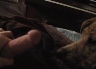 Intense blowjob by a horny dog