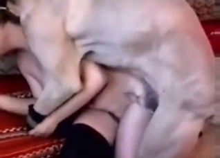Good boy servicing a busty MIFL bitch