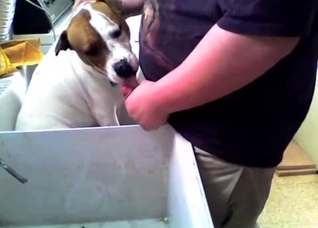 Dude fucking his nasty dog's face