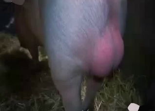 Filthy pussy getting gaped right here