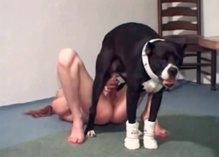 Amateur getting fucked hard by a dog