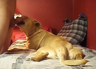 Dude gets a BJ from his nasty doggo