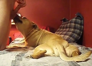 Dude gets a BJ from his nasty doggo