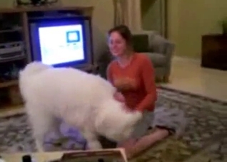 Big white dog seducing a horny slut