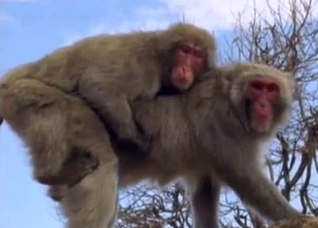 Ape rapes its mate outdoors, enjoy