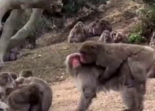 Ape rapes its mate outdoors, enjoy