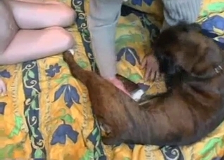 Close-up action with a zoophile slut