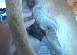 Dude fucking his obedient pet